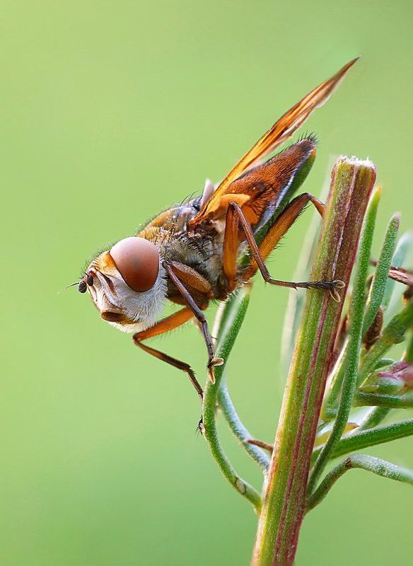 осенние мухи фото превью