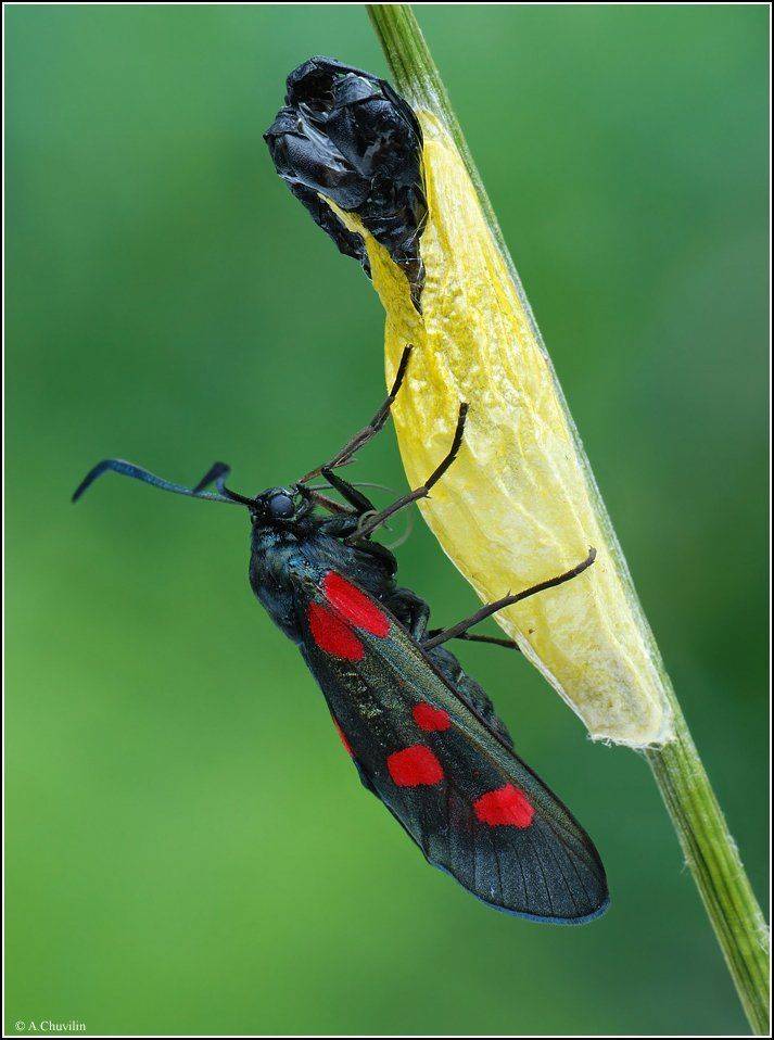 кокон,коробочка,пестрянка,свежая,trifolii, Александр Чувилин