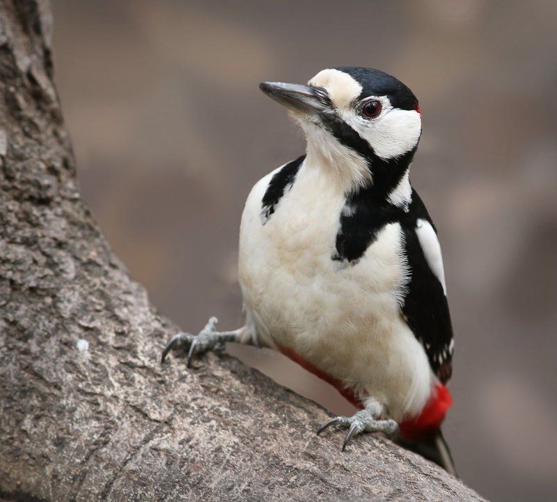 Драсти! фото превью