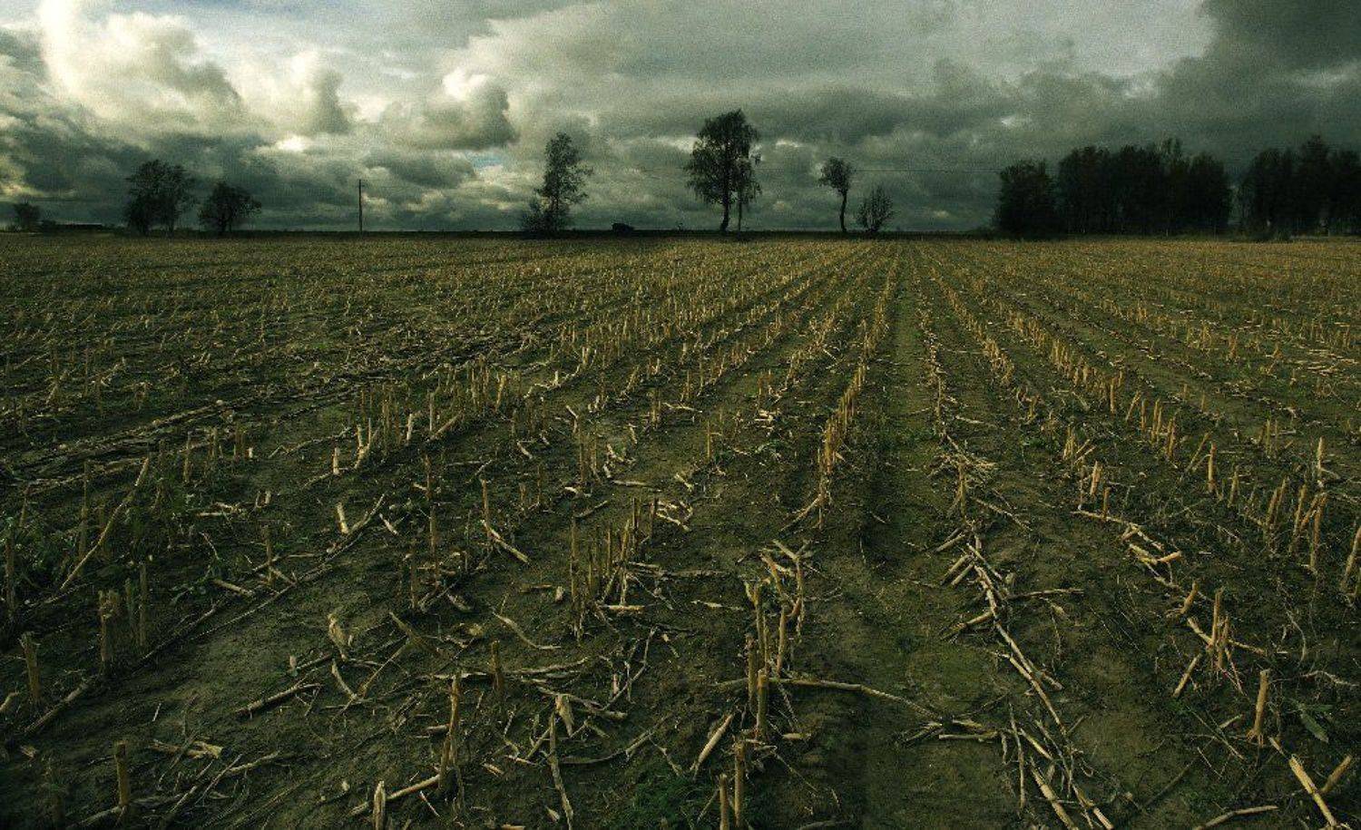 послекукурузье, Andrey Dvornikov