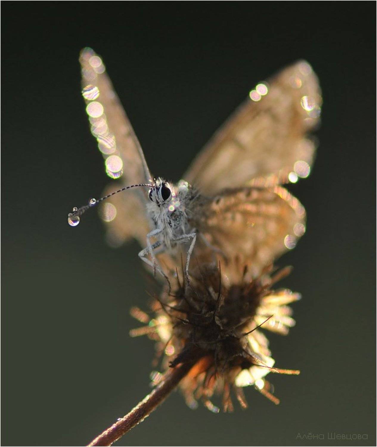 голубянка, Алёна Шевцова