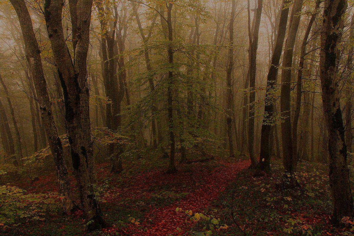 осень,природа,лес,стрижамент, Михаил  Пилипенко