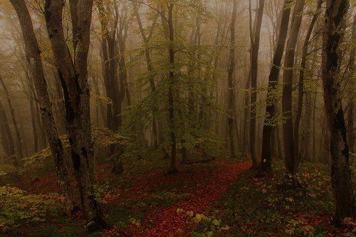 Осенний лес