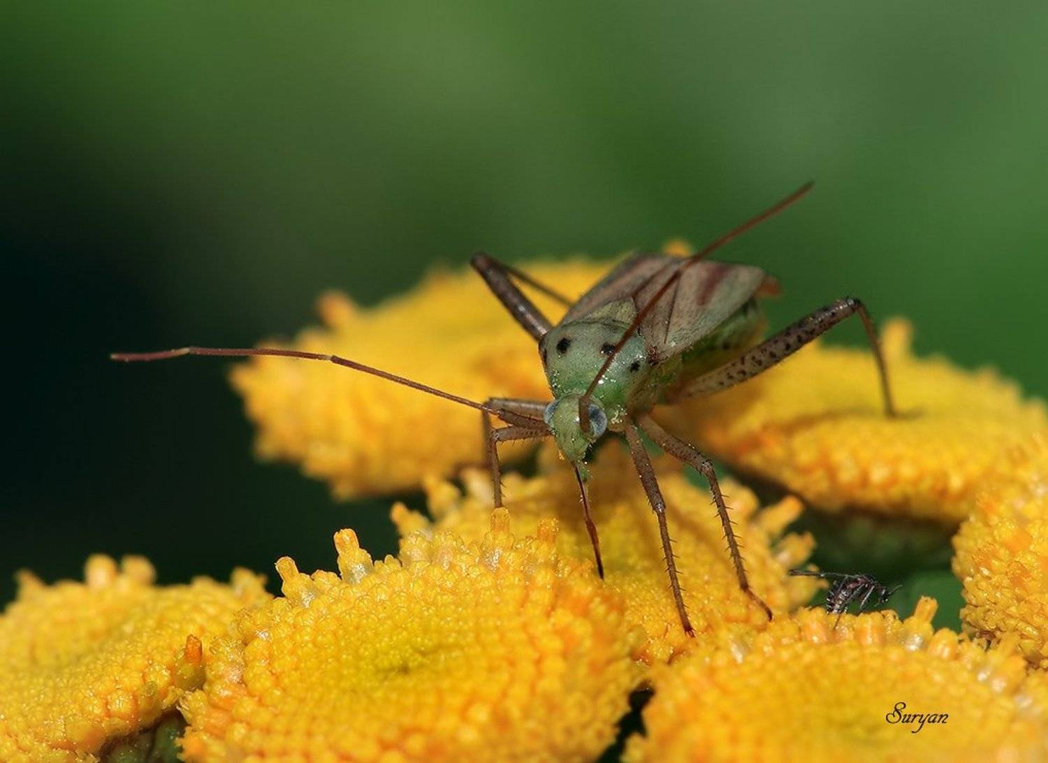 лето, клоп, мошка, Олег Сурьянинов