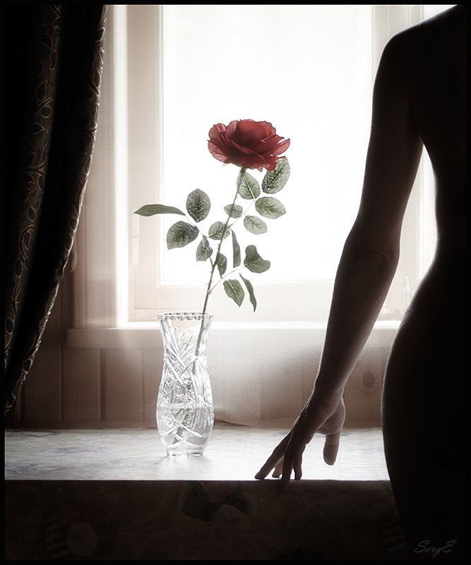 Rose фото превью