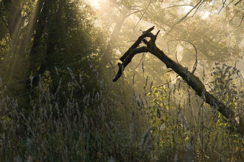 утро, свет, паутина, туман Последнее пристанище фото превью