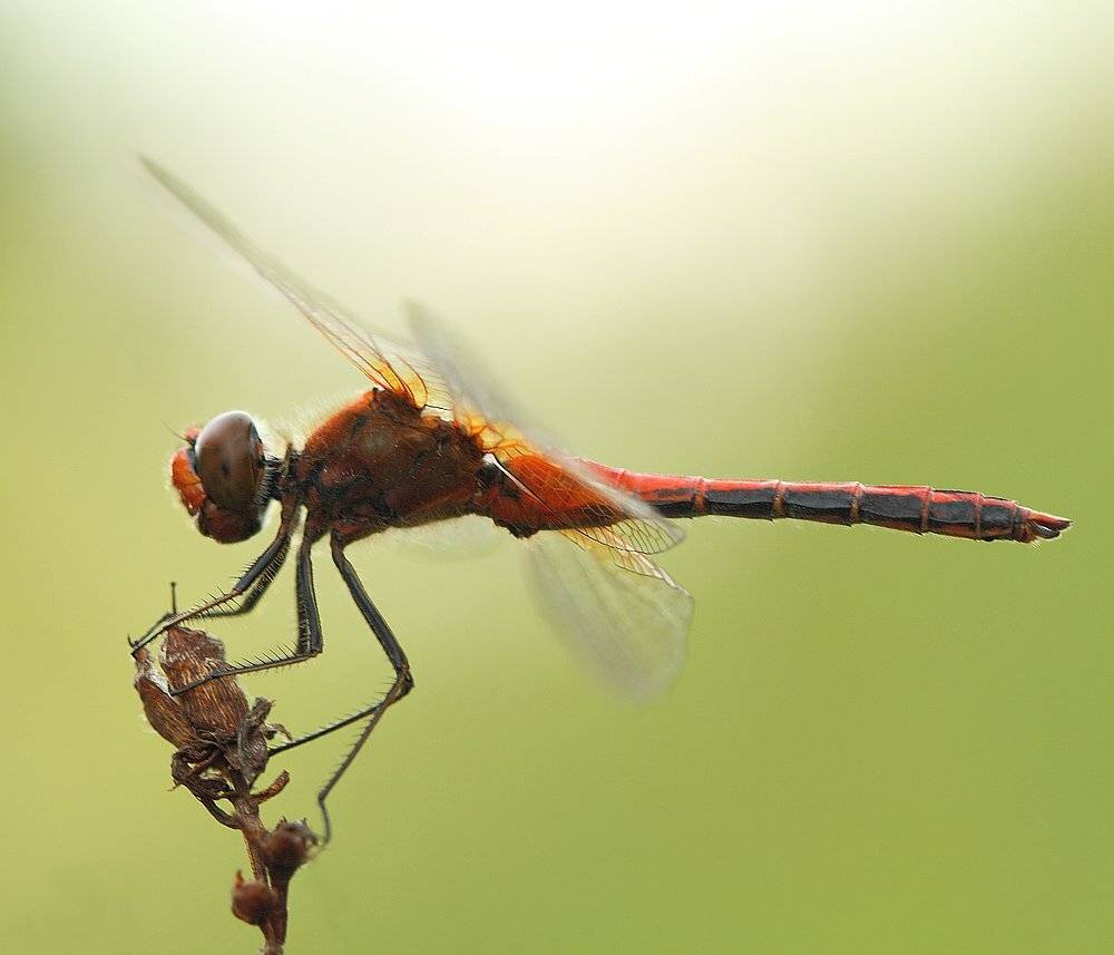 , Сергей Таланов