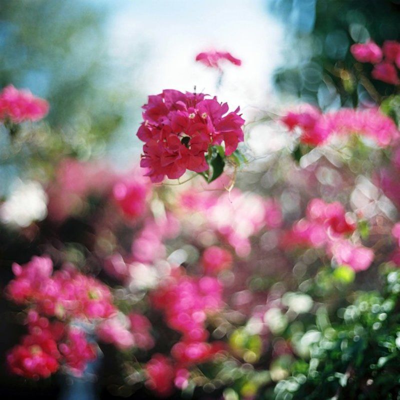 M-format фото превью