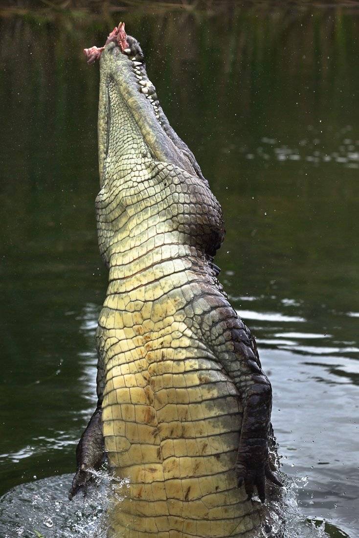 , Надежда Звягина / New Zealand