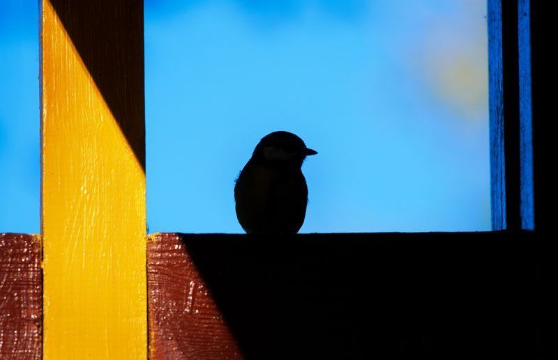 Синичка фото превью