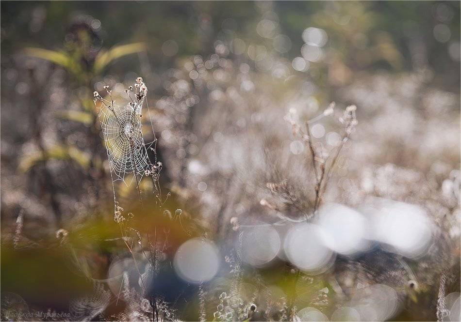 паутина, рооса, лето, осень, Надежда Муравьёва