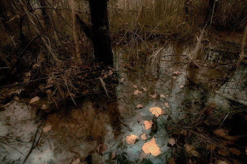 природа, осень Осень цвета хаки фото превью