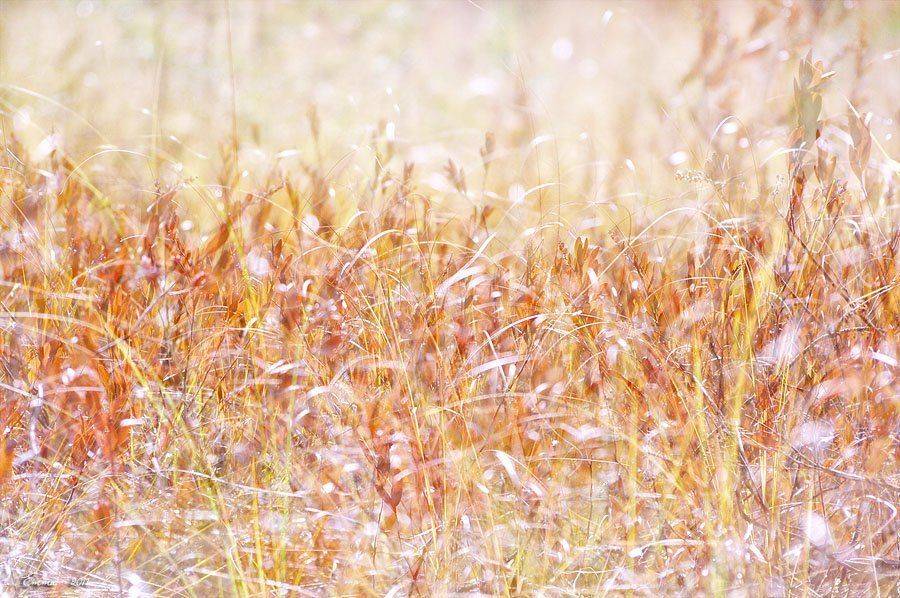 осень, природа, зарисовка, етти