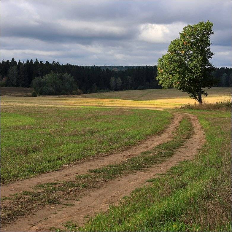 поле, дерево, дорога, свет, Тарасов Алексей