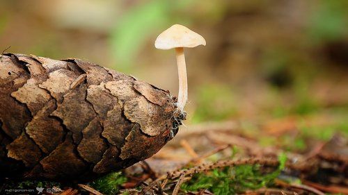 Еще раз про грибы...