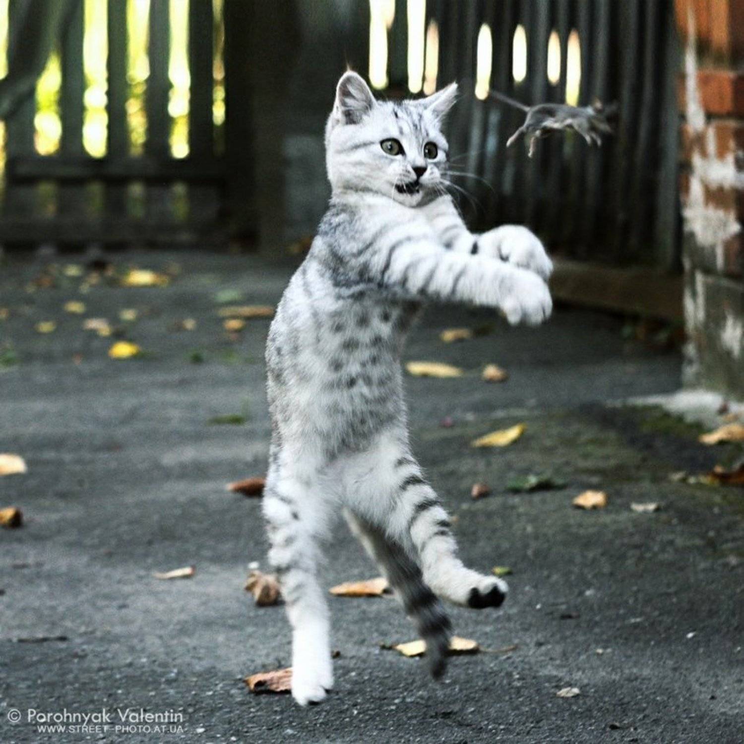 , &copy; Porohnyak Valentin