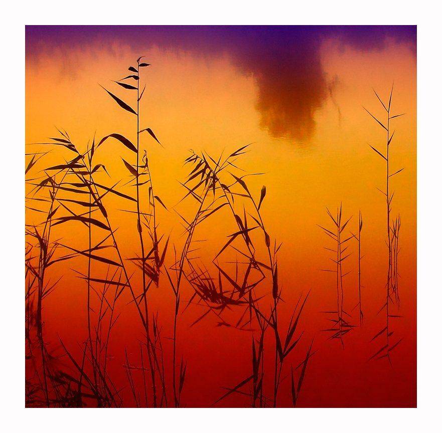 трава, рассвет, Сергей