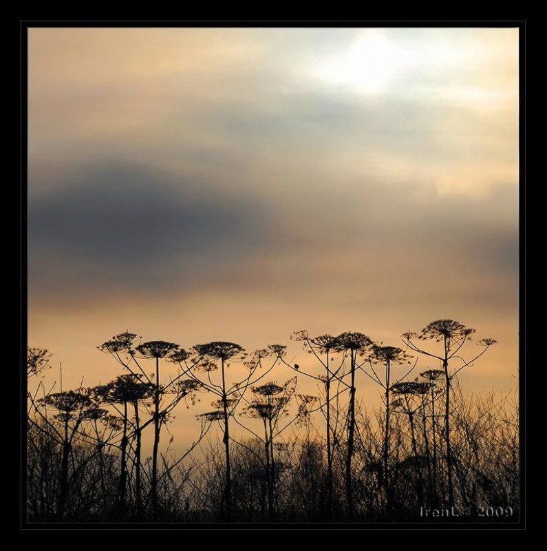 утро января фото превью