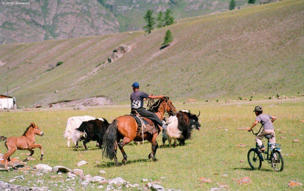 алтай, як, сарлык, пастух, Виктор Борзенко