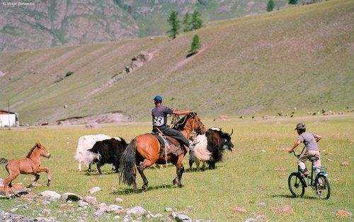 Погонщики яков