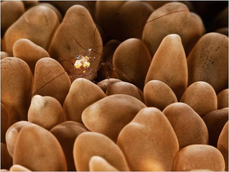 бали, дайвинг, креветка, Олег Федин