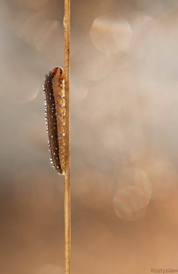 ростислав, макро, 100мм, Ростислав