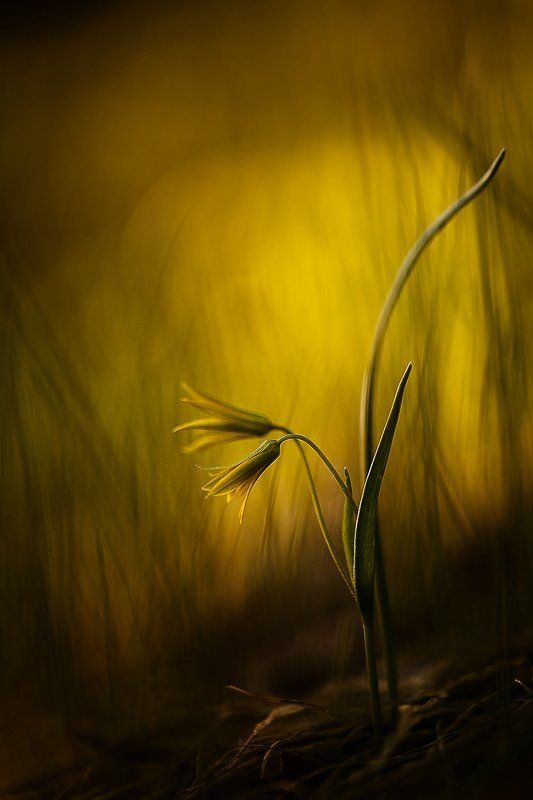 гусиный лук, цвет луковый вечер фото превью