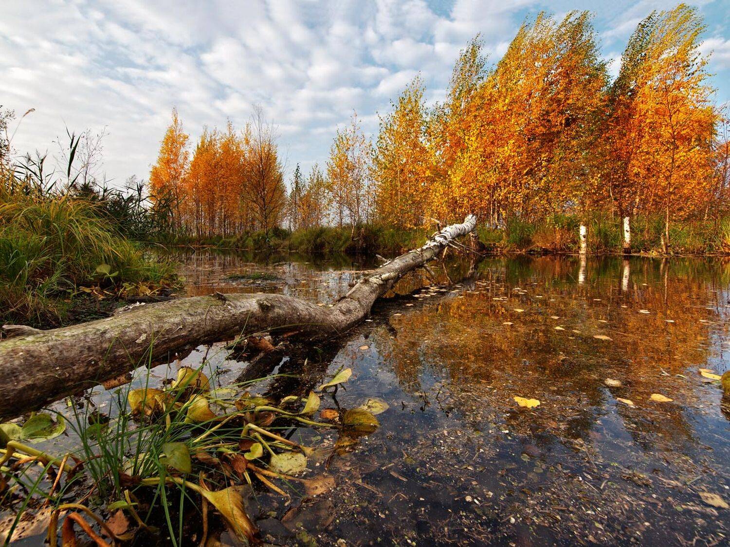 , Максим Евдокимов