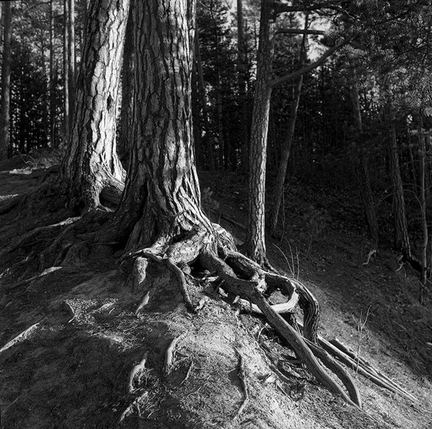 tri-x 400,, Игорь Немилостивый