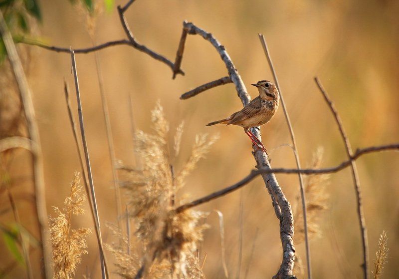 Варакушка фото превью