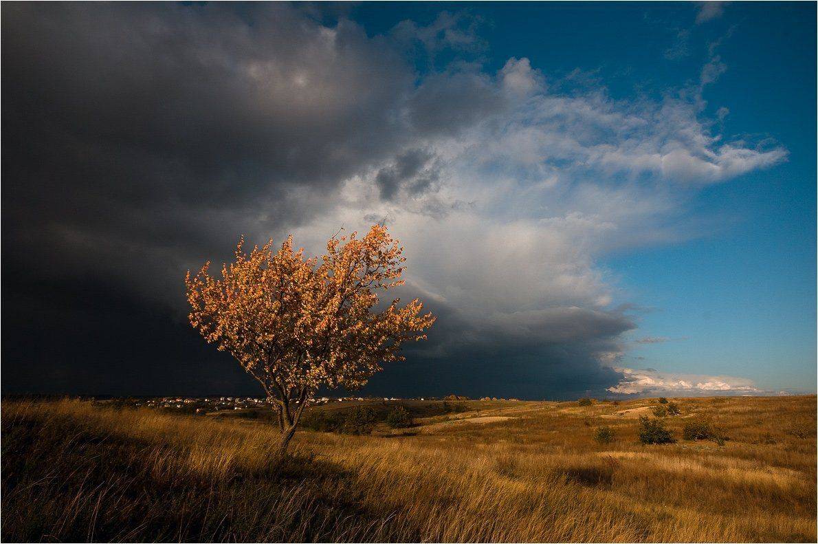 , Николай Шахманцир