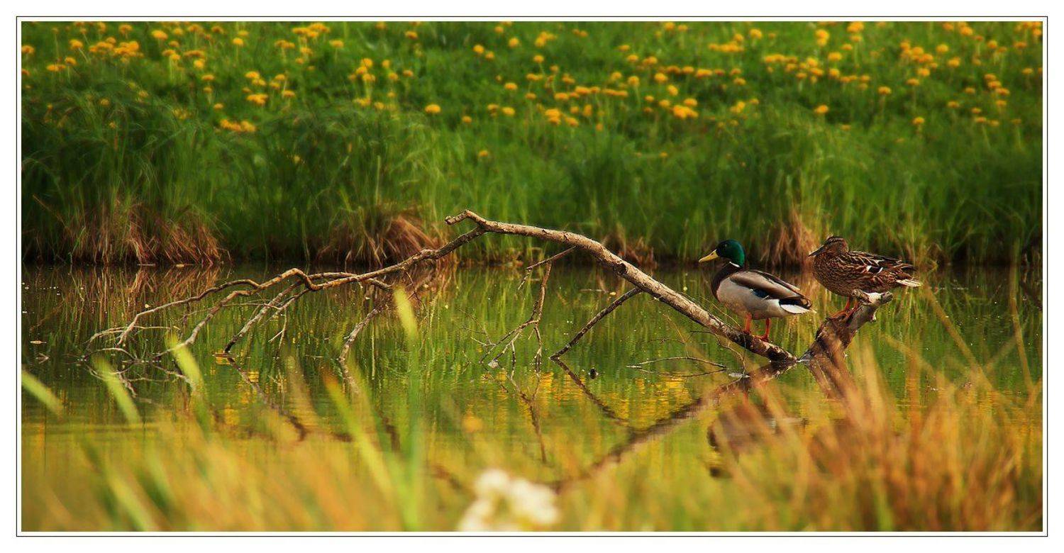 пейзаж, Oleg Dmitriev