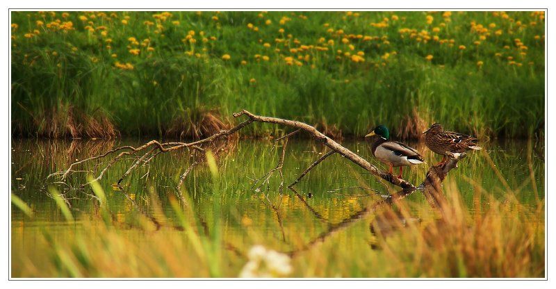 пейзаж тет-а-тет фото превью