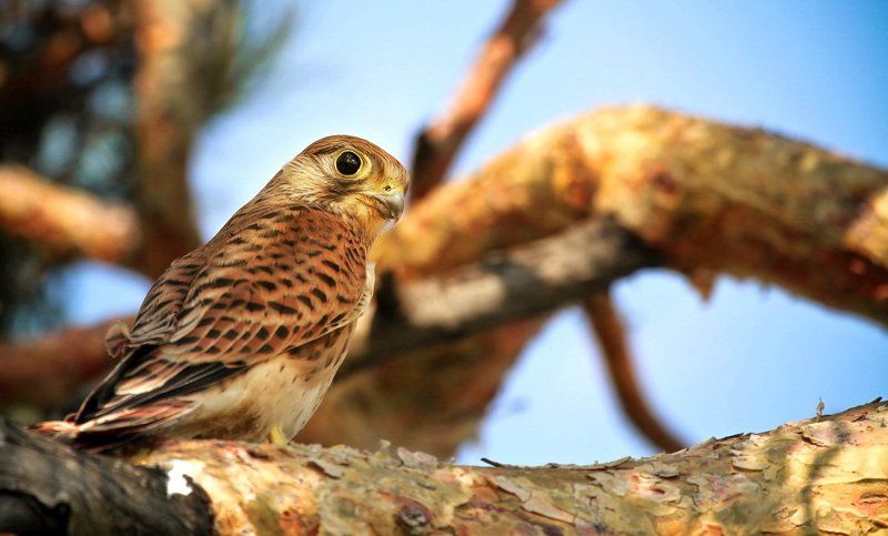 Пустельга фото превью