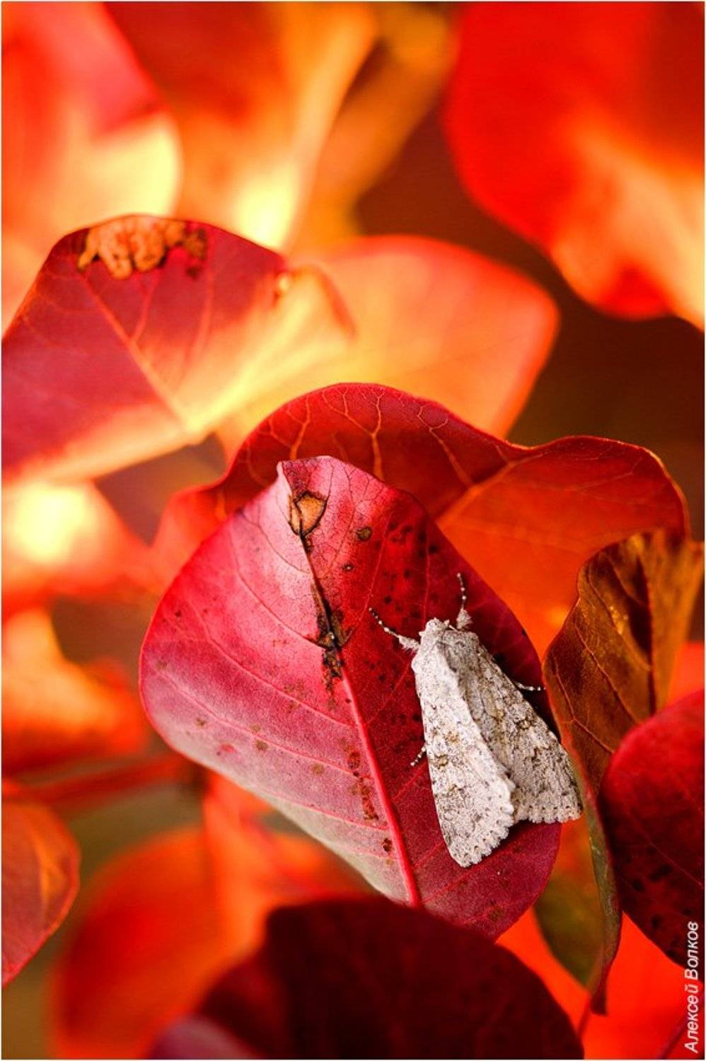 бабочка, скумпия, Алексей Волков