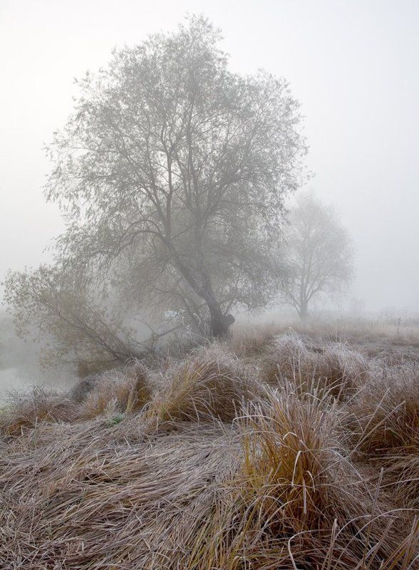 туман на Вороне фото превью