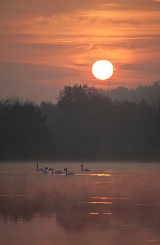 лебединая фото превью