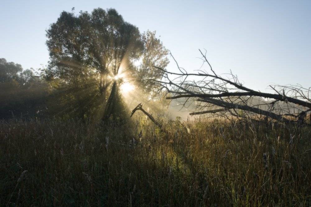 утро, рассвет, туман, свет, солнце, пейзаж, дерево, луг, осень, Art Loo