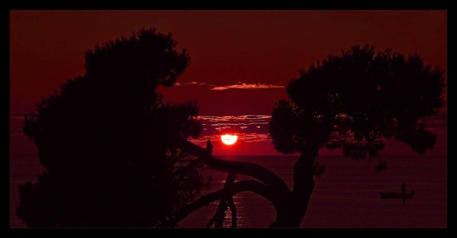 закат, сосны, море, пейзаж, Oleg Dmitriev