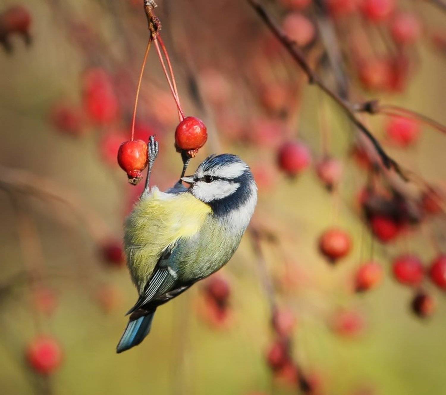 животные, птицы, синица, лазоревка, Зоя Лаптева