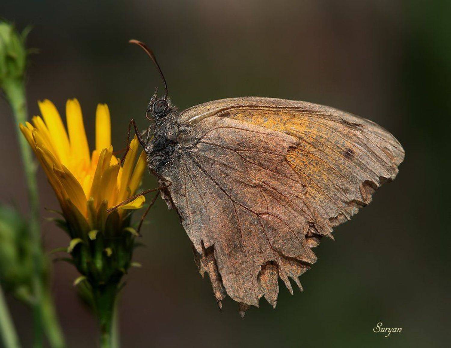 лето, бабочка, цветок, Олег Сурьянинов