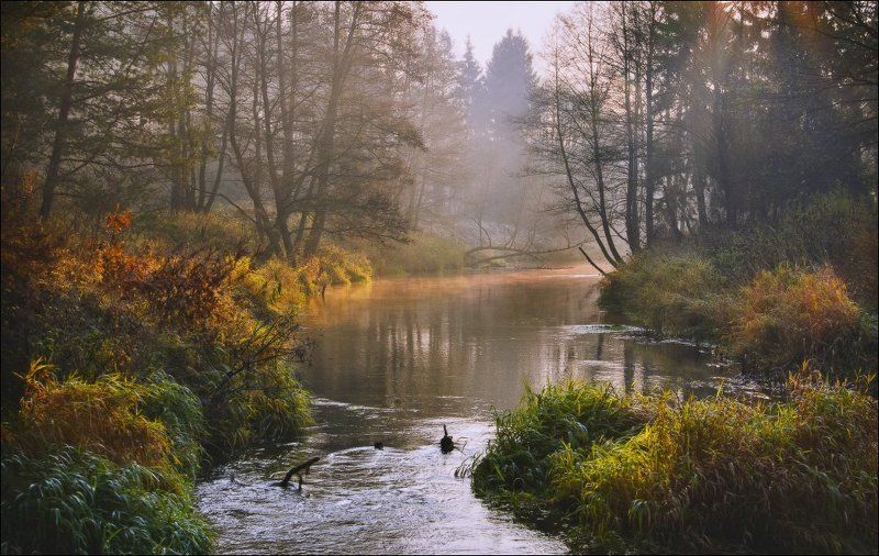 forest, landscape, magic forest, photo, лес, пейзаж, рассвет, река, свет, фото Magic Forest фото превью