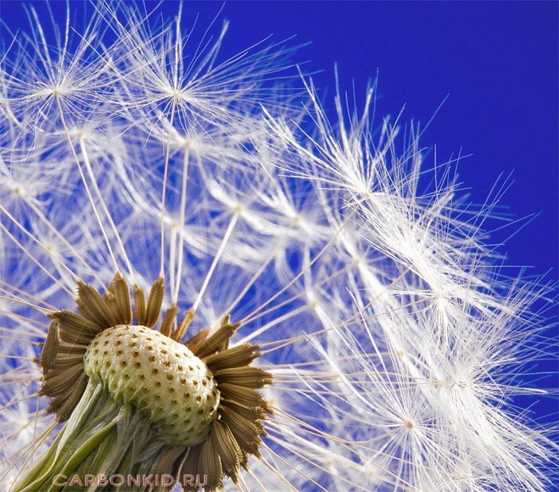 Легкость бытия фото превью