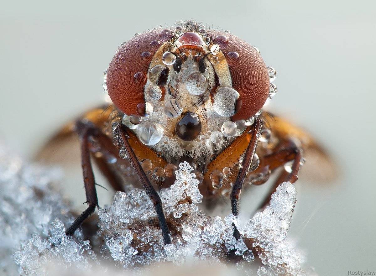 ростислав, макро, 100мм, Ростислав