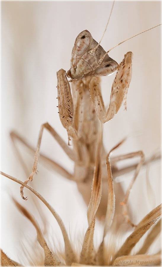 ameles, heldreichi, амелес, богомол, Надежда Муравьёва