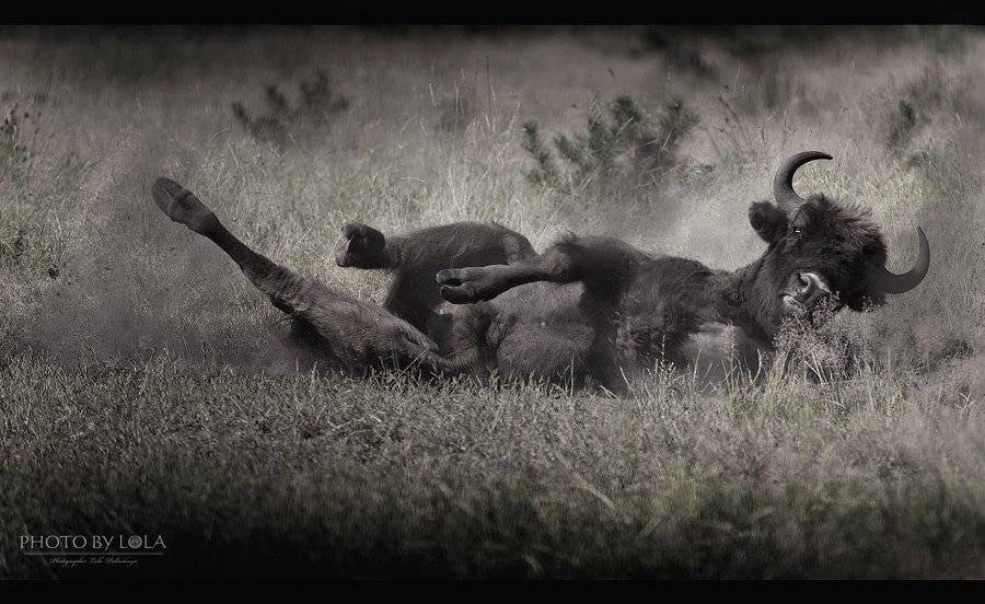 купание, пыль, зубр, беларусь, беловежская, пуща, Пидлуская Лола