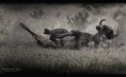 купание в пыли