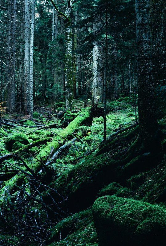 * фото превью