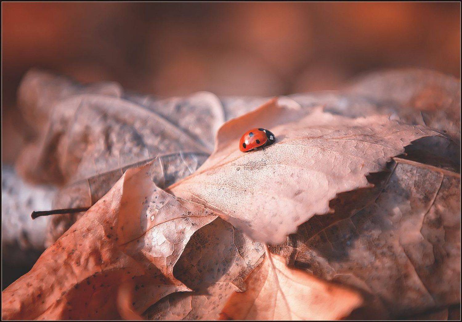 макро,насекомые,, Евгений Кирилкин.