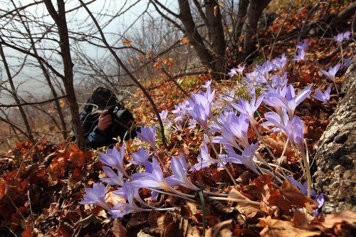 Охота на крокусов